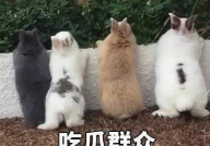 吃瓜娱乐汪,汪峰定律下的“瓜神”传奇