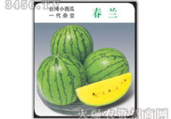 吃瓜娱乐圈小兰花,小兰花吃瓜记
