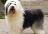 古代英国牧羊犬,历史悠久的牧羊犬种，从农场助手到家庭宠物的演变